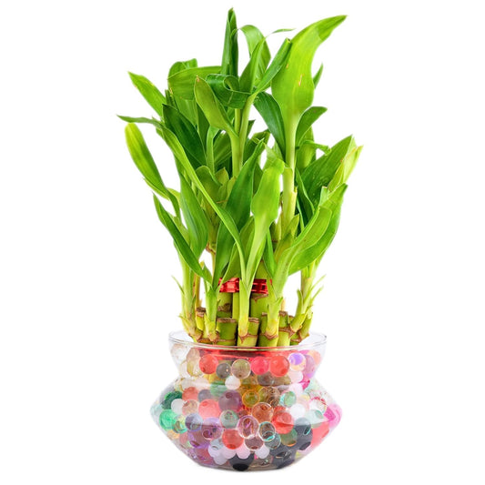 Bamboo Plant 2 layer Poutpurri