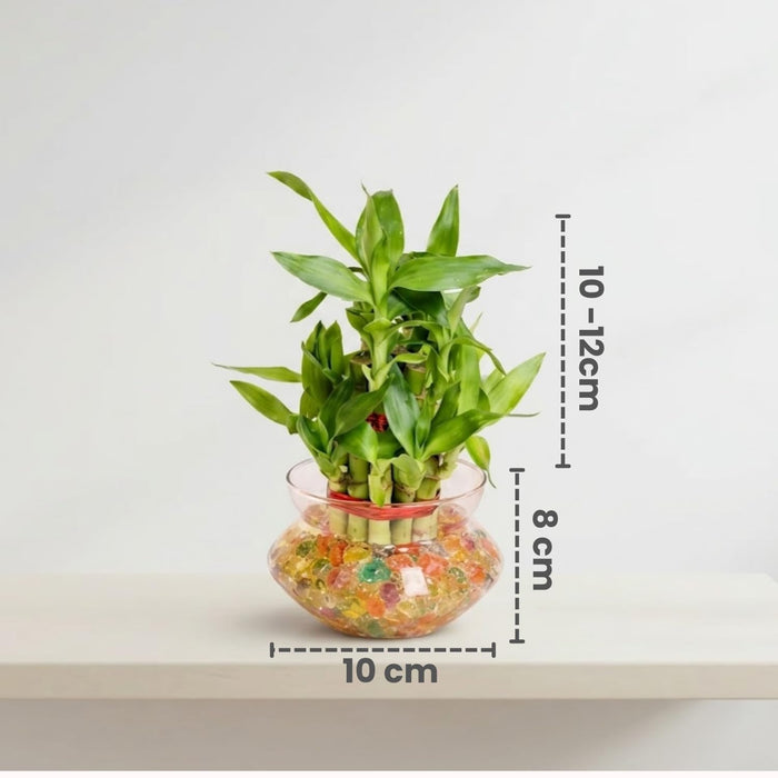Bamboo Plant 2 layer Poutpurri
