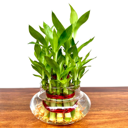 Bamboo Plant Pot - 2 layer