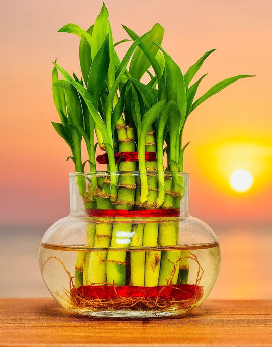 Bamboo Plant Pot - 2 layer